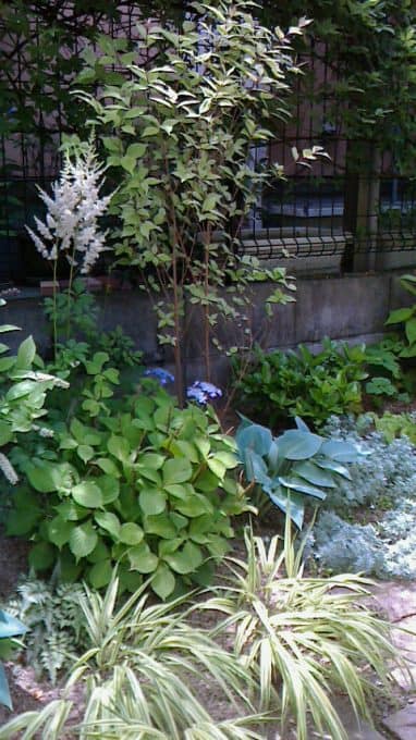 西神南ログハウスの庭- 女性建築士が造る庭・ガーデニング・外構 神戸|GARDENさくら